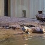 Eine Tierparkführung der besonderen Art