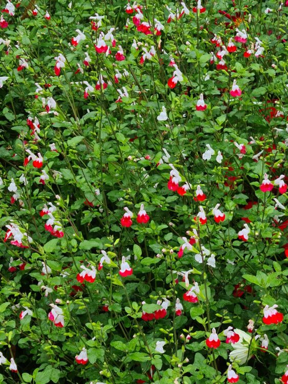 20210827_153411_resized